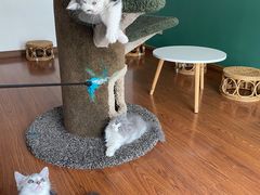 -团子家猫咪猫咖馆·柯基·柯尔鸭