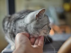 -海边的猫和咖啡馆