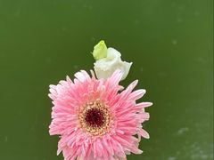 -成都市活水公园