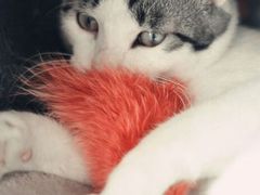 android_upload_pic-海边的猫和咖啡馆