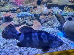 -秦皇岛新澳海底世界