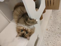 -猫域·湾主题猫咖·宠物吧(南坪城市广场店)