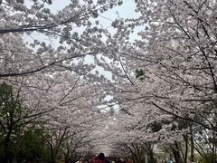 -高东镇樱花园