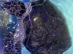 -绿色星球动物主题公园