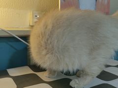 -猫小院猫主题餐厅(南锣旗舰店)