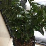 我们一直把他放在室内的,水也是想到再浇一下的