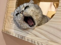 -猫咪派对(江南西店)