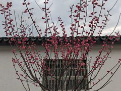 -青果巷历史文化街区
