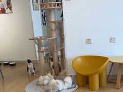 -有喵·猫咖·狗咖·30几只猫10只小狗(岗厦店)