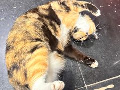 -黔府豆米火锅野菜馆(南马店)