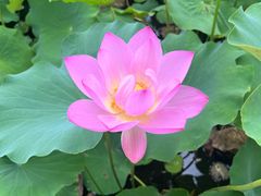 -莲花池公园