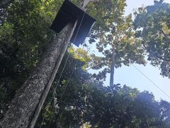 -西双版纳原始森林公园