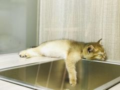 -飞行喵MR PILOT|猫舍·猫咖(静安大融城店)