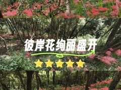 -上海佘山国家森林公园天马山园