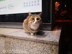 -新虹桥中心花园