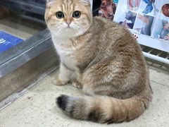 -萌兽医馆·宠物医院·猫骨科(创景店)