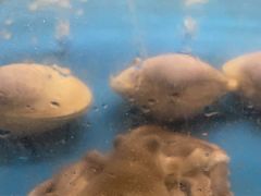 -质烤烤物·活烤海鲜(质烤总店)