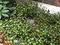 -秦美花卉(天朗·莱茵小城2期店)