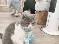 -柴迷FANS CLUB·柴犬狗咖·猫咖