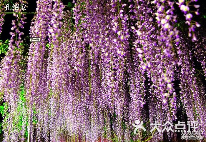 紫藤花-孔绍安的图片-大众点评网