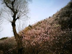 -碓臼峪自然风景区