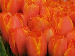 -溪岸路花鸟市场