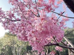 -狐尾山公园