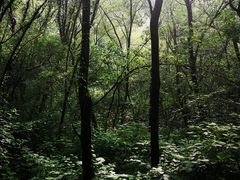 -西湖风景区-江洋畈生态公园