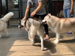-TrueLove @ Neverland (Husky Cafe)
