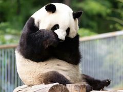 -广州长隆野生动物世界
