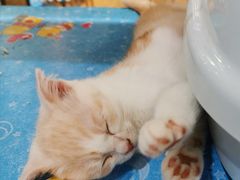 -藏猫猫咖啡主题馆(中央大道店)