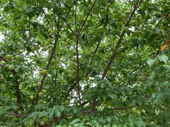 -广州市流溪河国家森林公园