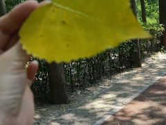 -合肥滨湖国家森林公园