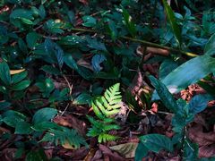 -中国科学院西双版纳热带植物园
