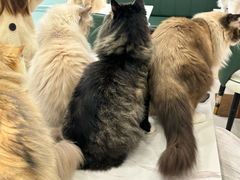-安格丽娜·狗咖·猫咖羊驼咖(春熙路百盛商场店)