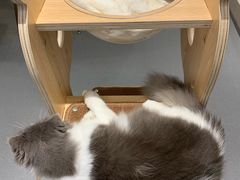 -飞行喵MR PILOT|猫舍·猫咖(静安大融城店)