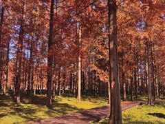 -黄海国家森林公园