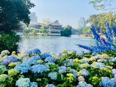 -荔湾湖公园