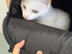 -瑞派·关忠动物医院·猫专科·犬专科(三环新城店)