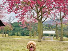 -风云岭森林公园