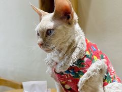 -藏猫猫咖啡主题馆(中央大道店)