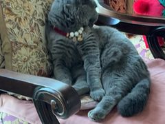 -北京派仕佳德动物医院·超导核磁·CT·神经科·骨科·内外科·急重症管理中心