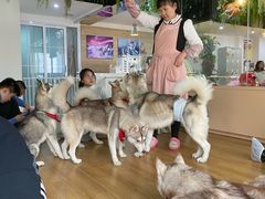 -Husky Go! 哈士奇体验馆·宠物咖啡厅狗咖