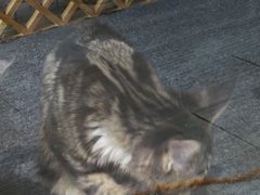 -欣宠猫屋·矮脚拿破仑·蓝金金渐层