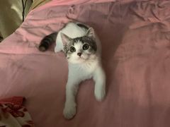 -创凡宠物医院·骨专科  猫科中心(西乡分院)