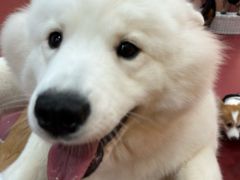 -和它·交个朋友·狗咖猫咖(爱琴海店)