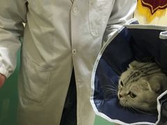 -米苏动物医院·犬猫专科·骨科外科内窥镜