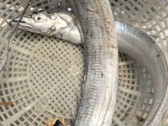 -海景苑海鲜大酒店(吕四店)