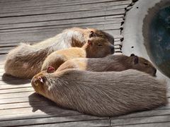 -石家庄市动物园