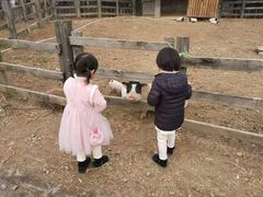 -田园东方蜜桃村的田野营地